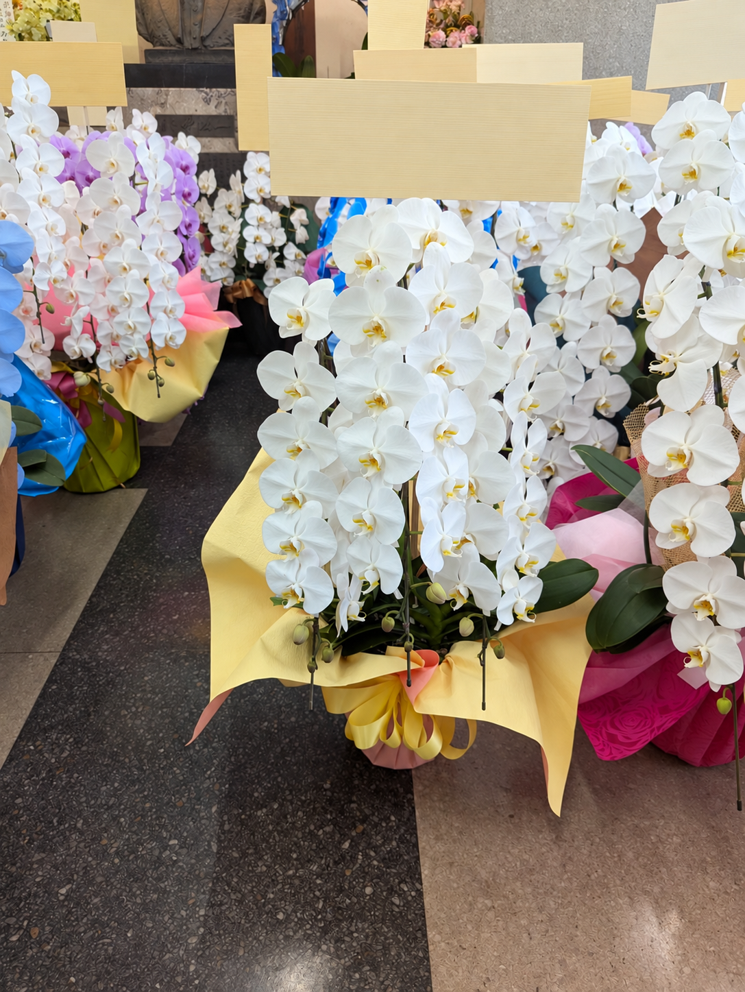 明石でのお祝いに和田生花がお届けした、黄色のラッピングの白い胡蝶蘭