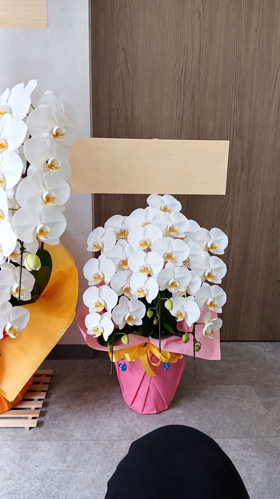 明石でのお祝いに和田生花がお届けした、ピンクのラッピングと黄色のリボンの白い胡蝶蘭