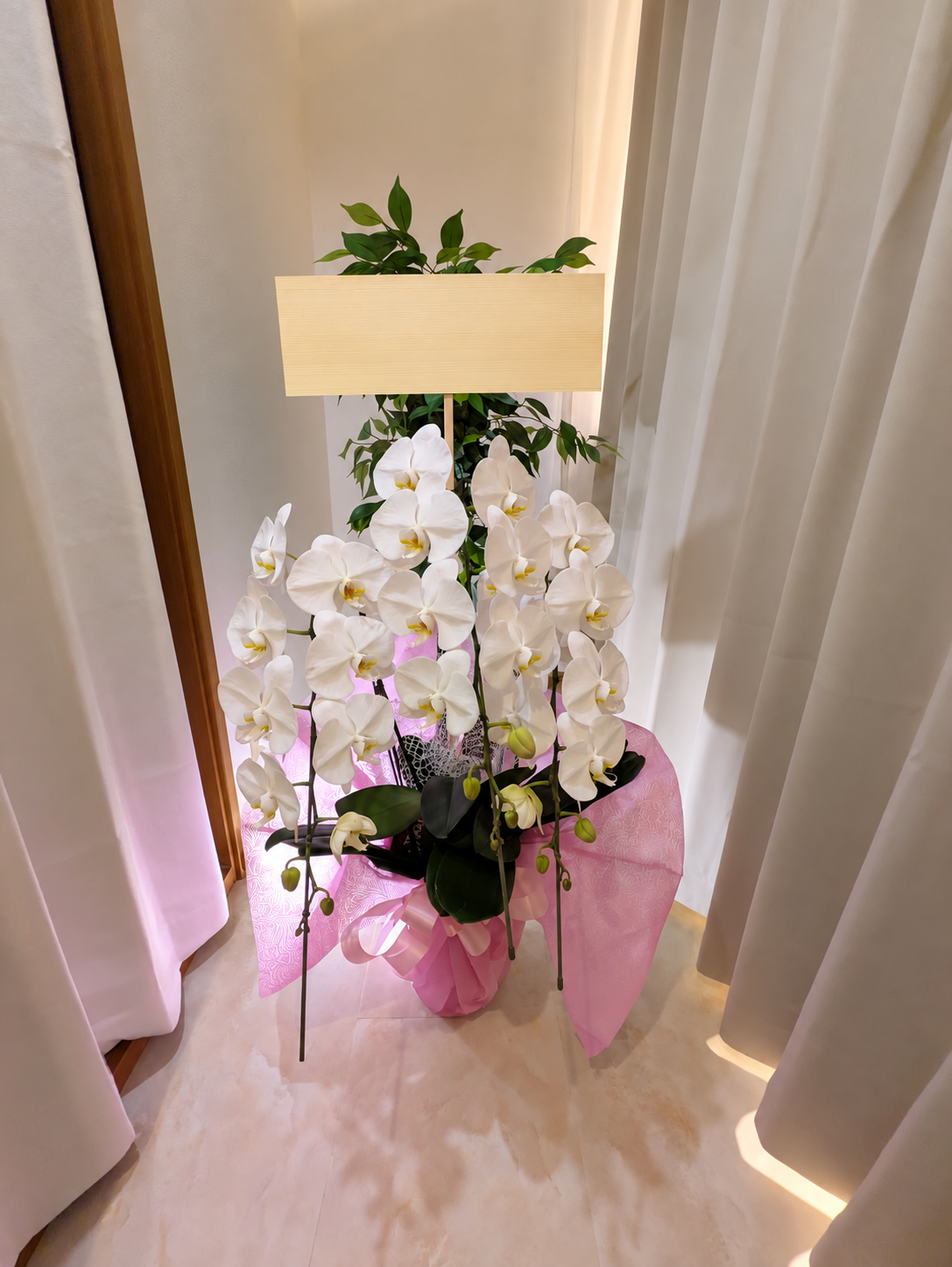 明石でのお祝いに和田生花がお届けした、淡いピンクのラッピングの白い胡蝶蘭