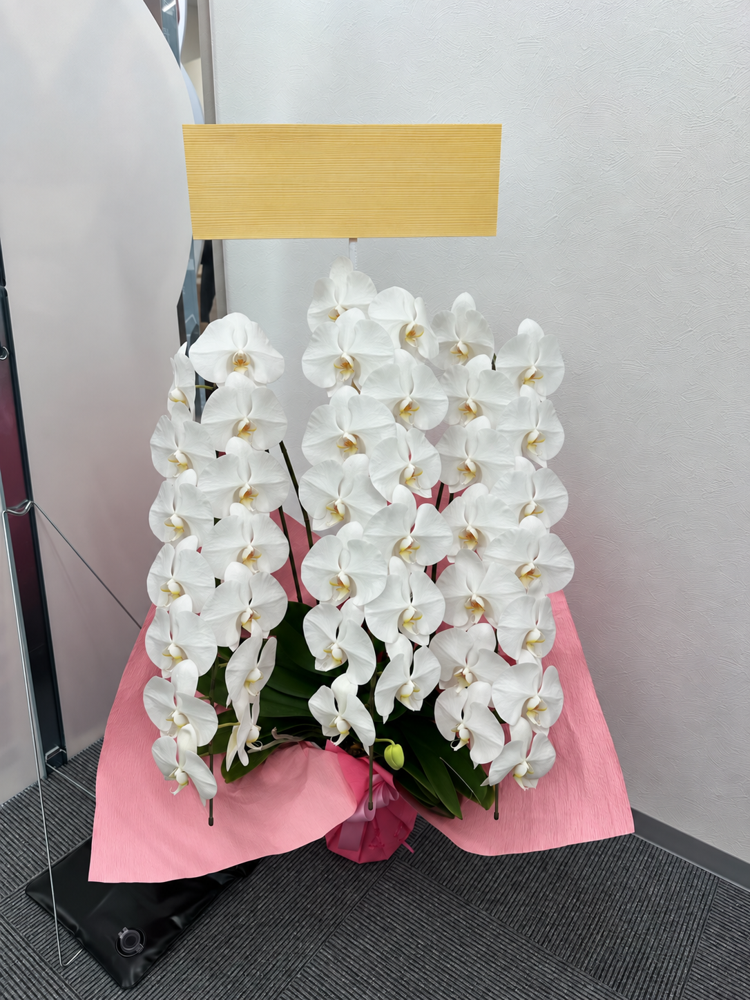明石でのお祝いに和田生花がお届けした、ピンクのラッピングの華やかな白い胡蝶蘭