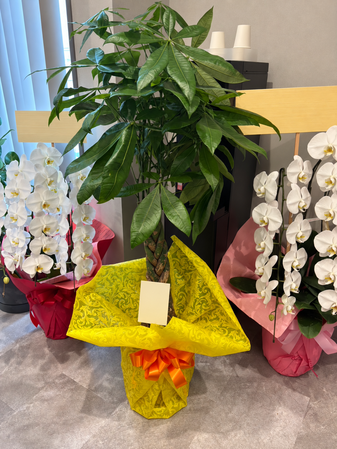 明石でのお祝いに和田生花がお届けした、黄色のラッピングとオレンジのリボンのパキラ