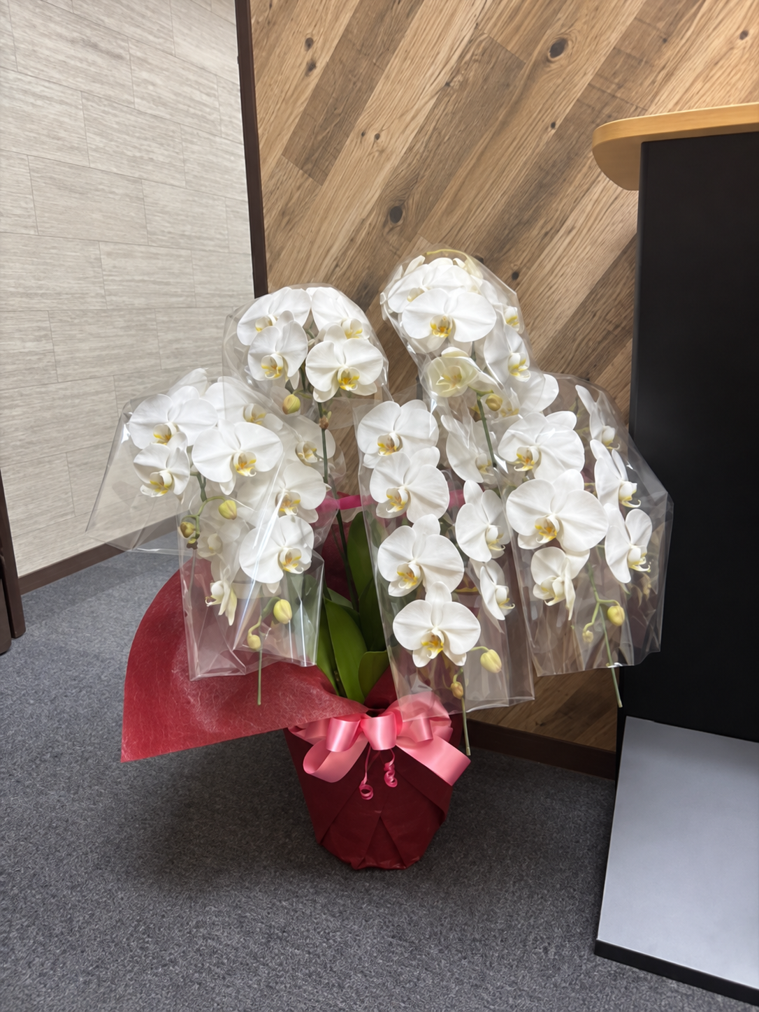 明石の事務所へ、お祝いの白い胡蝶蘭をお届けしましたの写真
