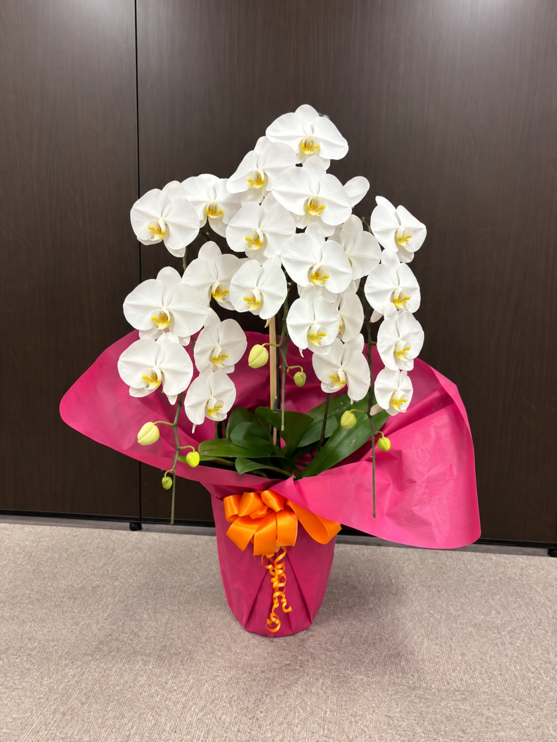 明石の企業さまへ、お祝いの胡蝶蘭をお届けしましたの写真